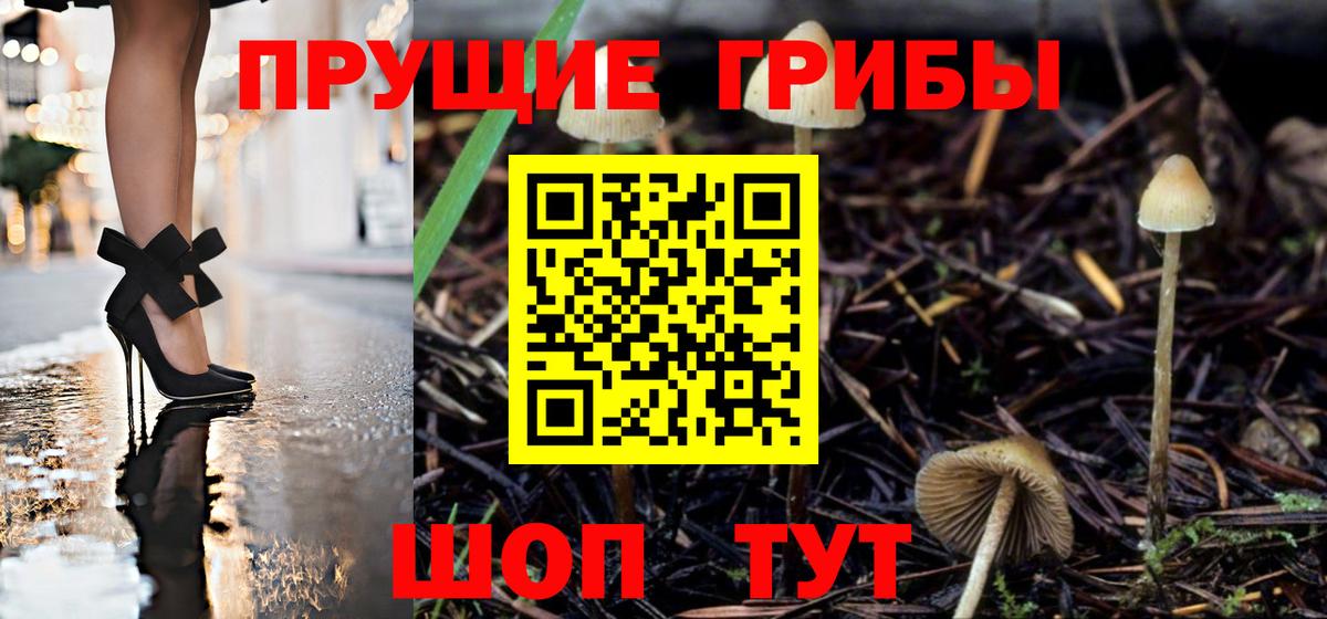 Псилоцибиновые грибы Psilocybe Ногинск